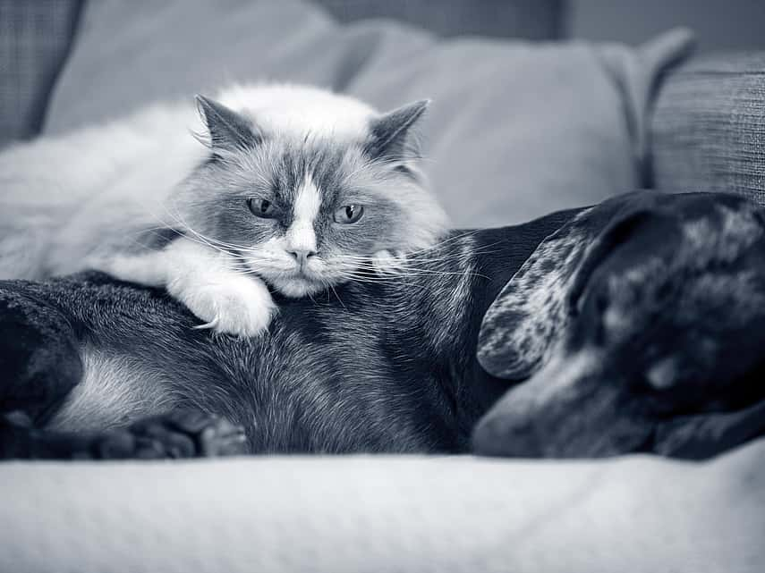 Hond en kat liggen samen op de zetel