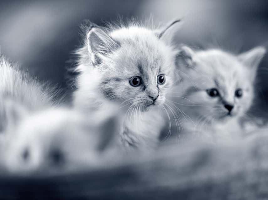 Twee kittens in een mandje