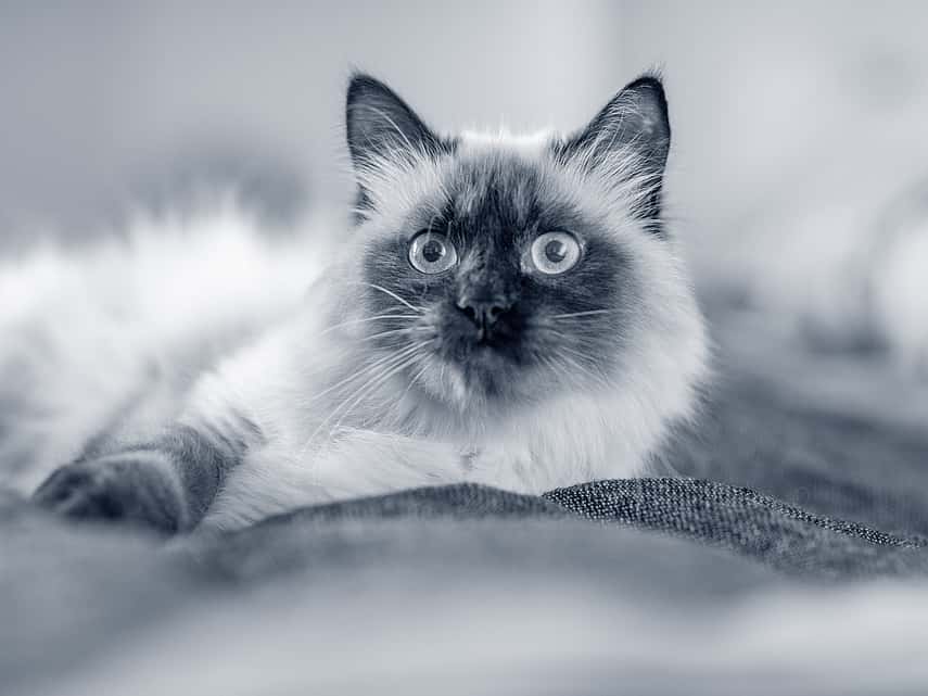 Kat met grote ogen