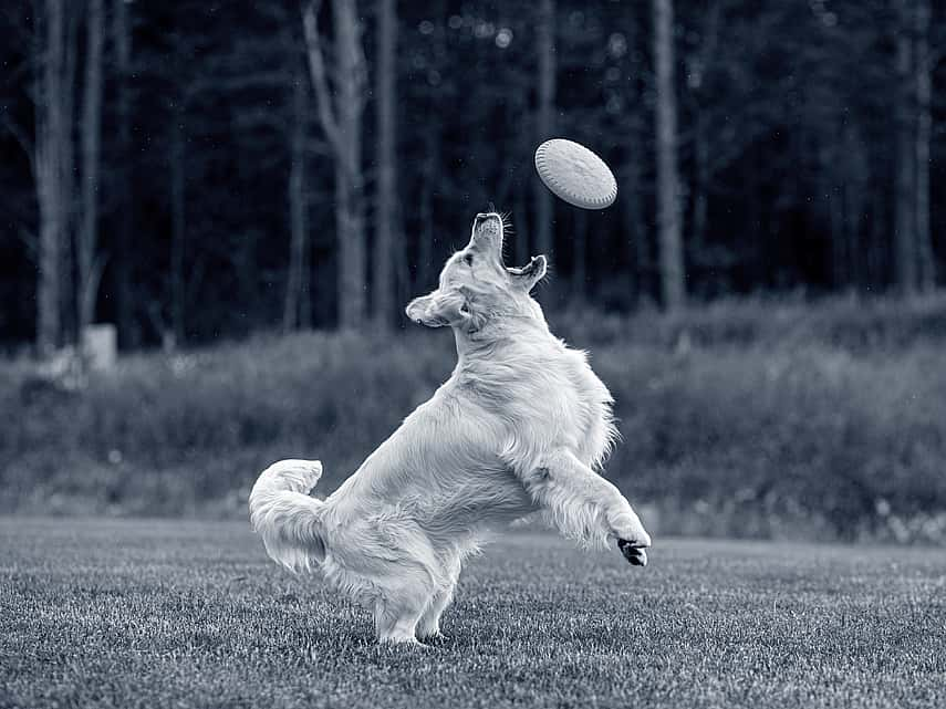 Golden retriever playing