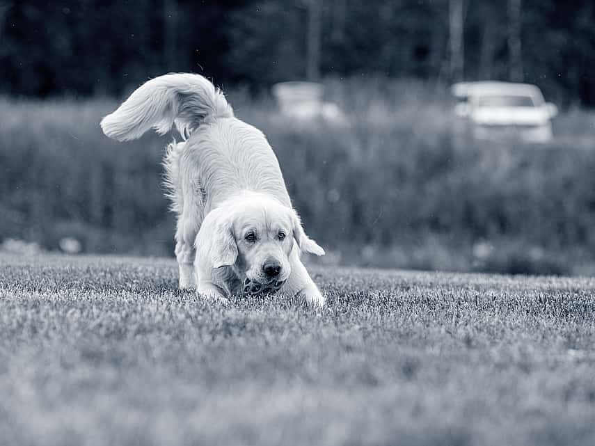 Hond is aan het spelen