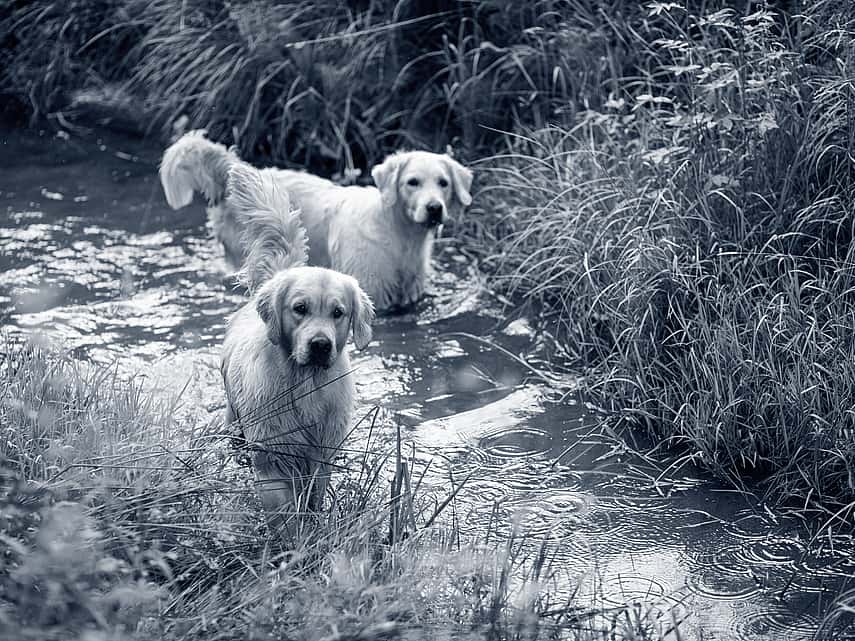 2 honden in het bos