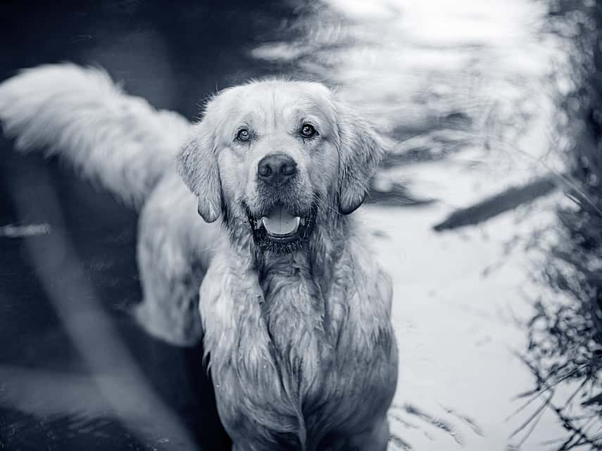 Hond in het water