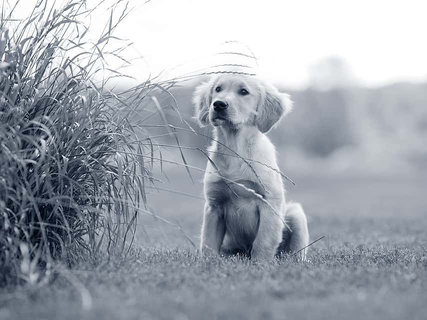 Puppy zit op het gras
