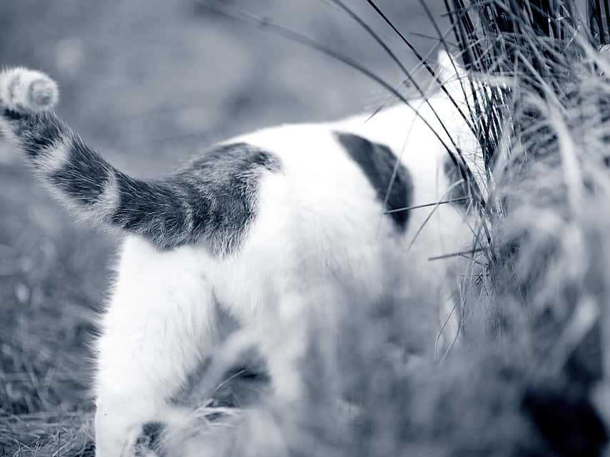 Kat wandelt weg in het gras