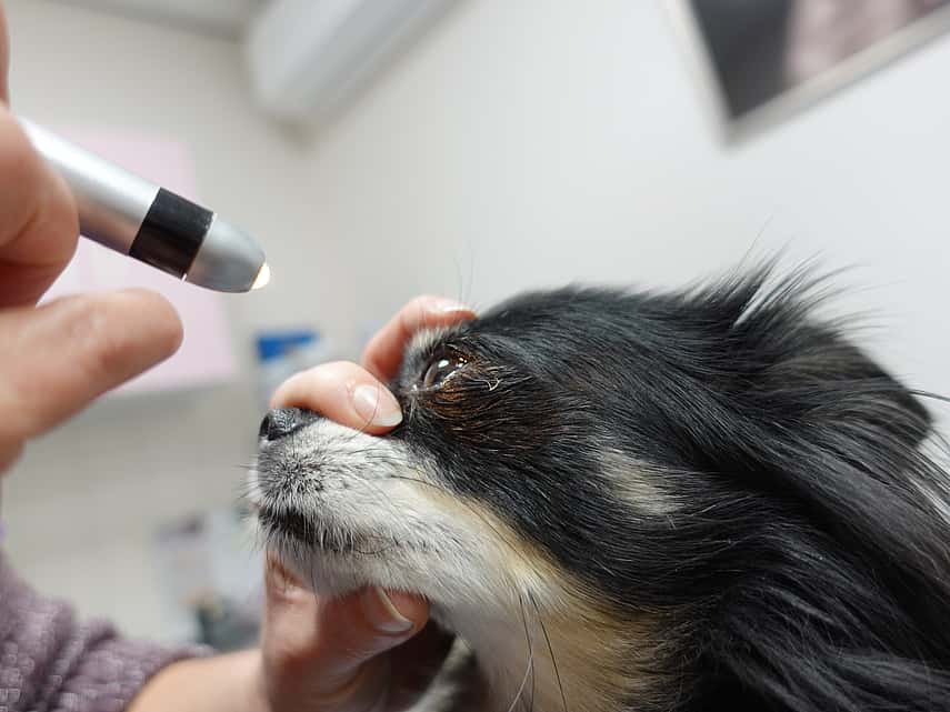 Oogcontrole hond