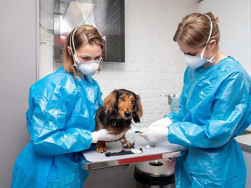 Expertises AniCura Hond en Kat