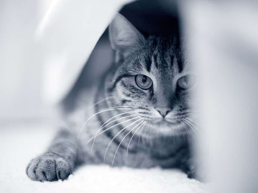 Kat verstopt zich onder een dekentje