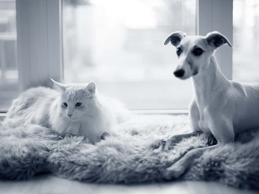 Hond en kat liggen samen op matje