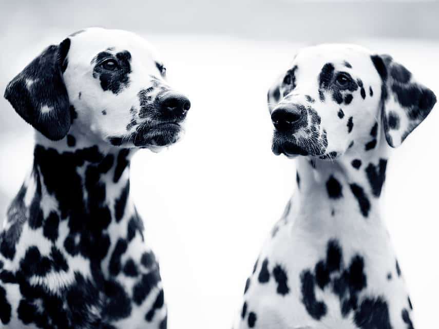 Dalmatiërs