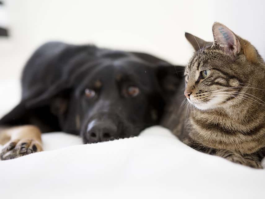 Hond en kat liggen samen op het bed