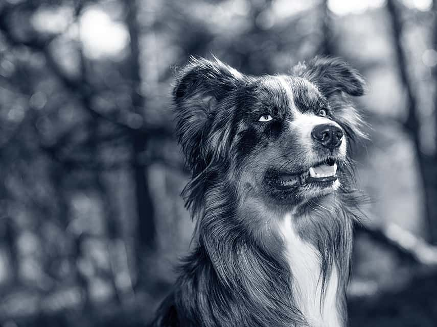 Hond in het bos