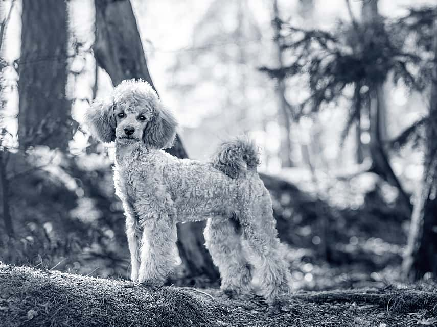 Hond in het bos