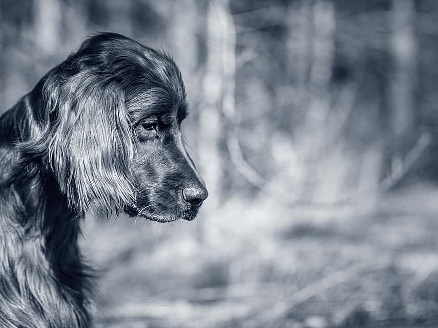 pondering dog