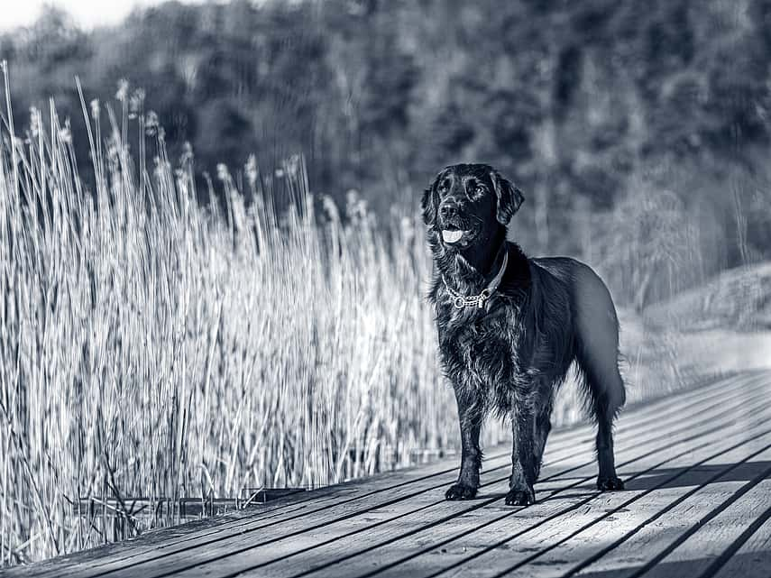 Hond staat op een steiger