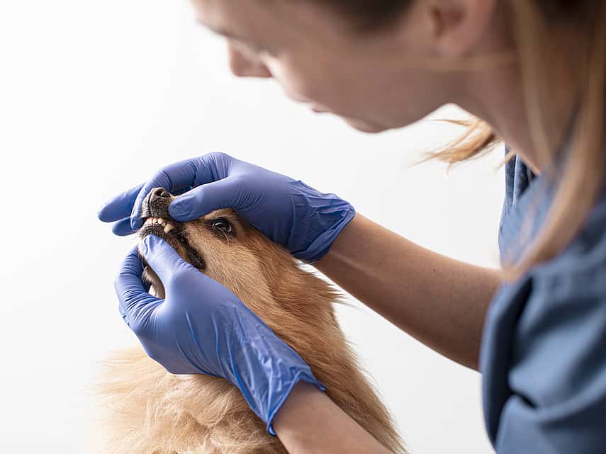 vet checking dog teeth