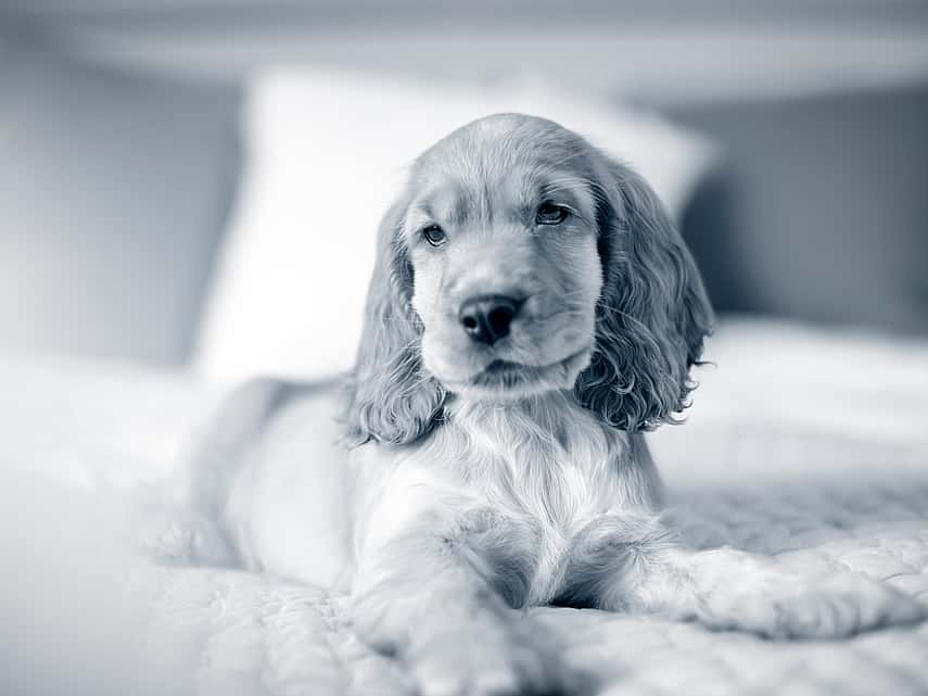 Hond ligt in de zetel