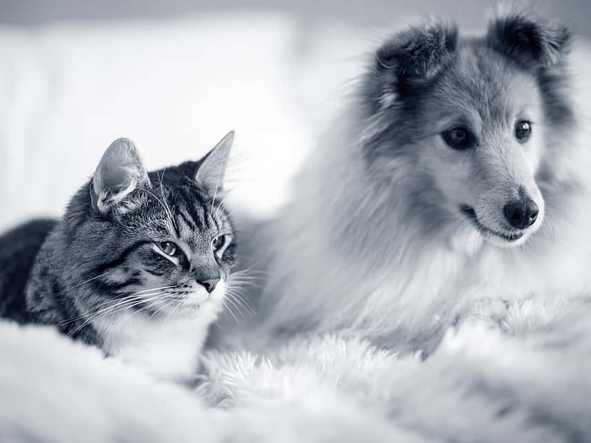 Hond en kat zitten naast elkaar en kijken dezelfde richting uit
