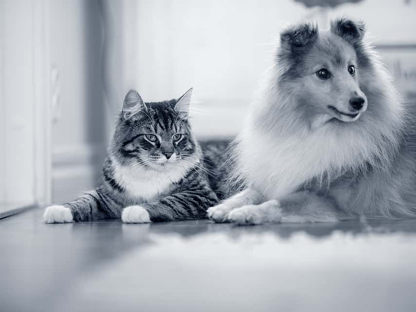 Hond en kat liggen naast elkaar en kijken dezelfde richting uit
