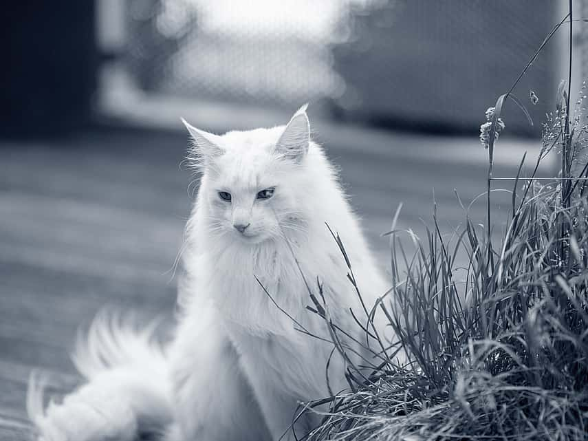 Kat in de buitenlucht