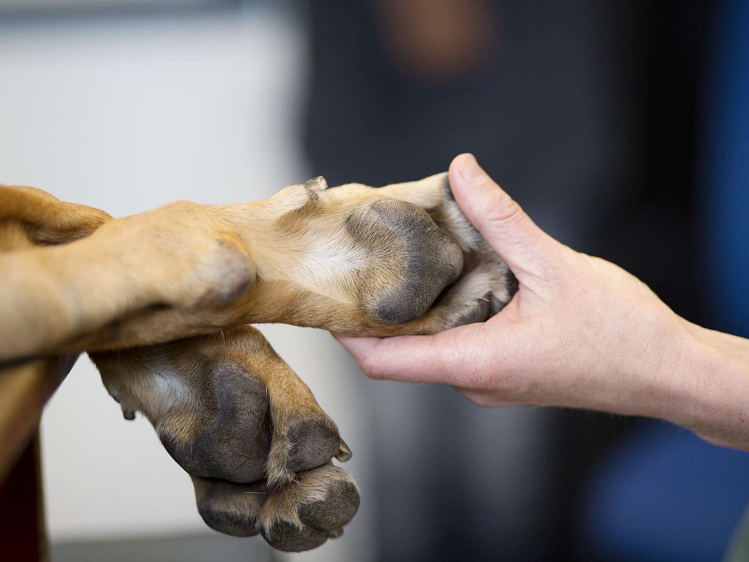 hondenpoot in hand