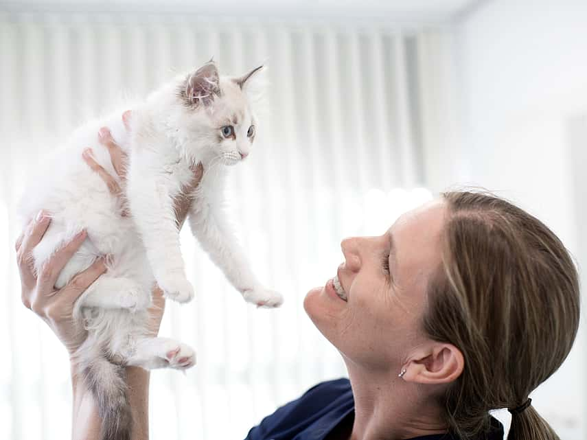 Dierenarts houdt kitten in de lucht