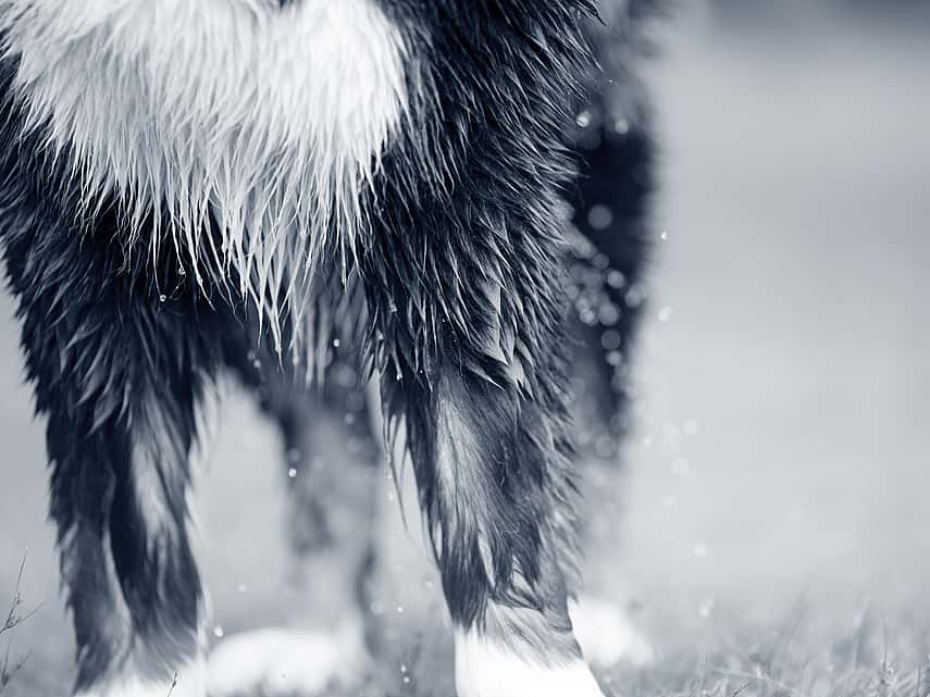 Natte vacht hond