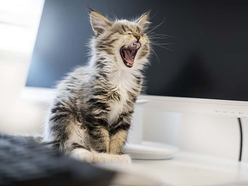 Dierenarts onderzoekt de tanden van een hond