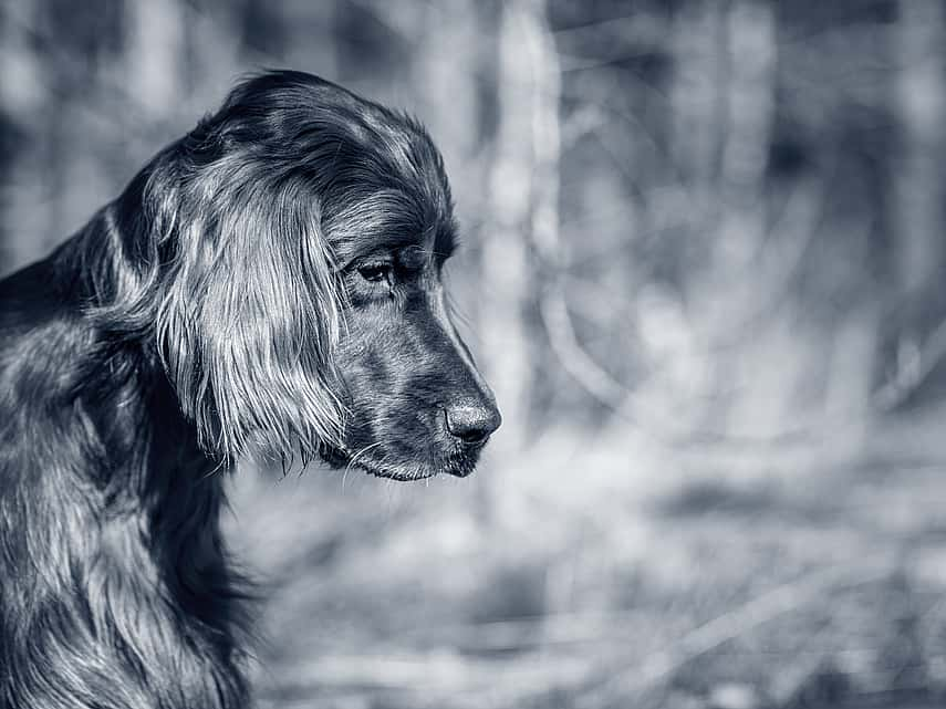 Hond kijkt rustig neer