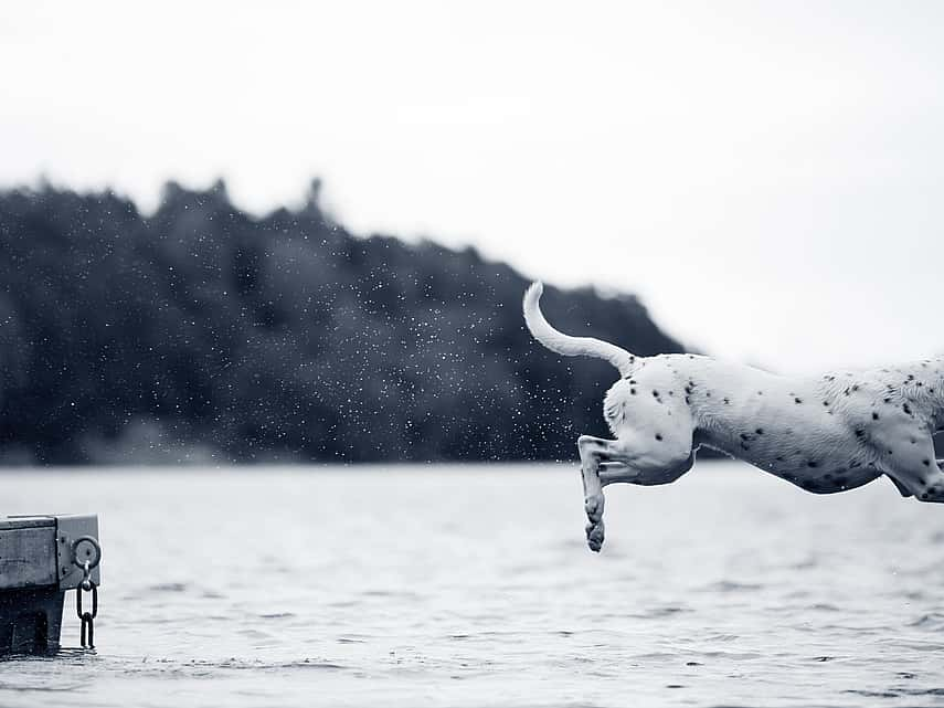 Hond springt in het water