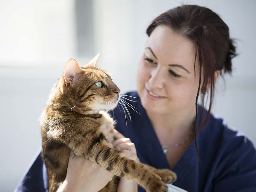 Dierenarts kijkt glimlachend naar kat