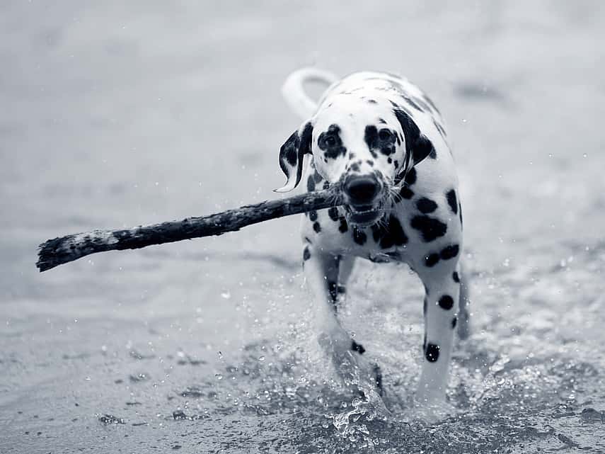 Hond in het water met stok in bek