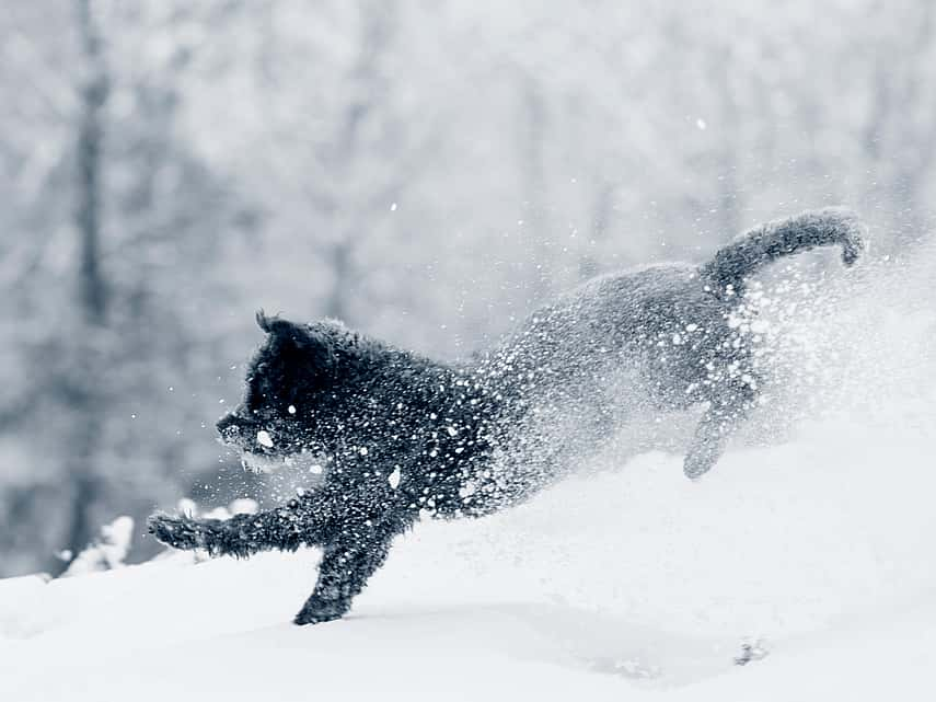 Hond loopt in de sneeuw