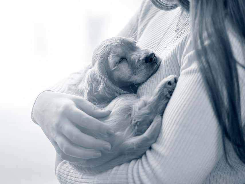 Puppy in de armen van een meisje
