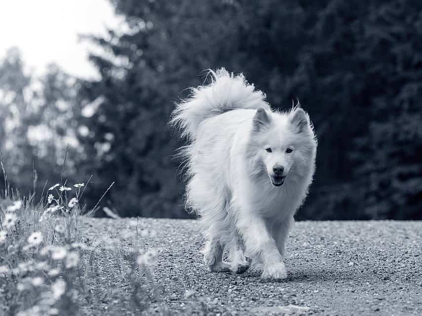 Hond wandelt in de natuur