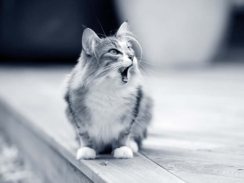 Kat miauwt