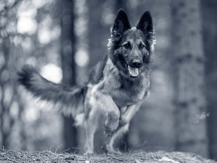 Hond loopt in het bos