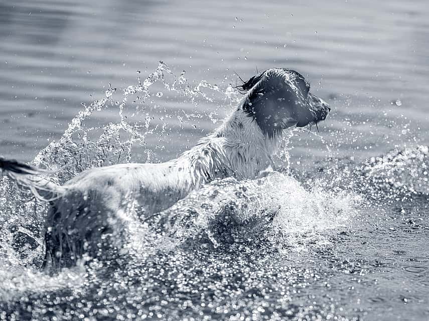 Hond speelt in het water