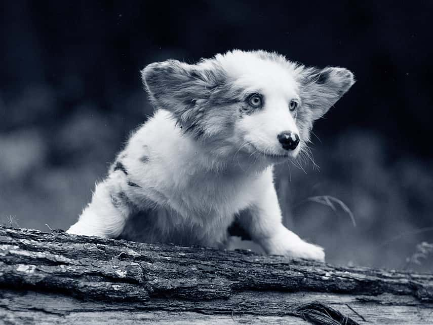 Puppy speelt in het bos