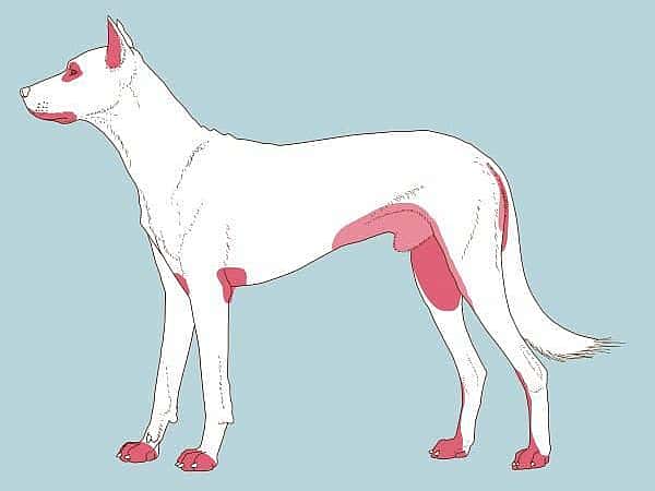 La dermatite atopique chez le chien | AniCura Belgique