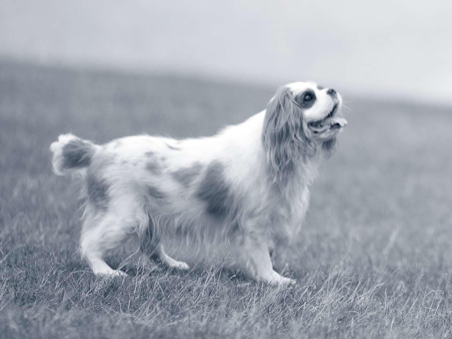 cavalier-king-charles-spaniel