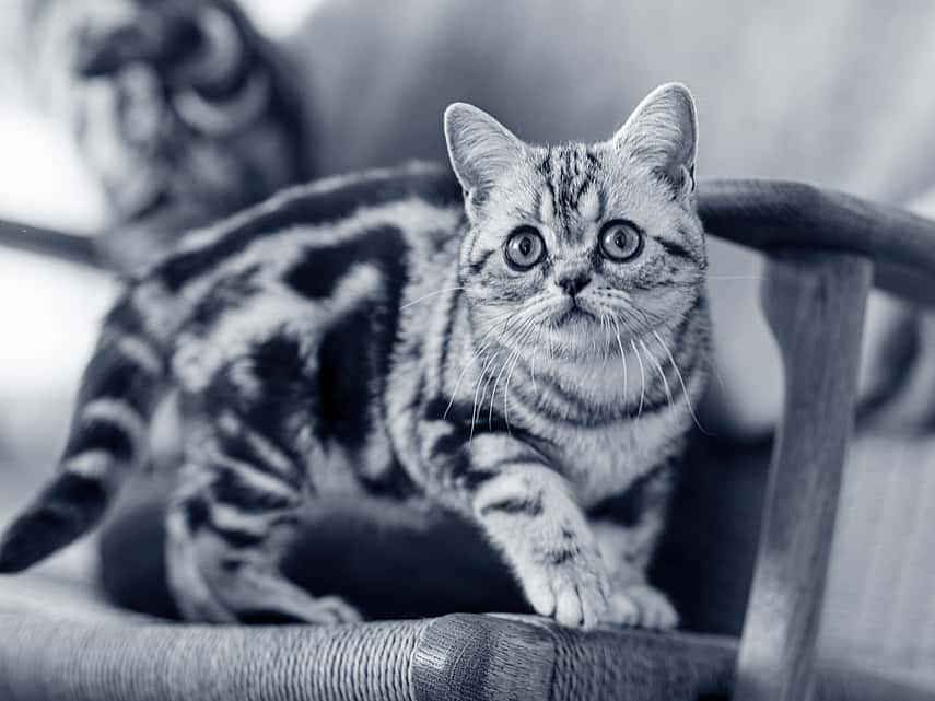 Kitten op stoel