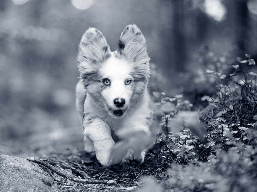 Hond in de natuur