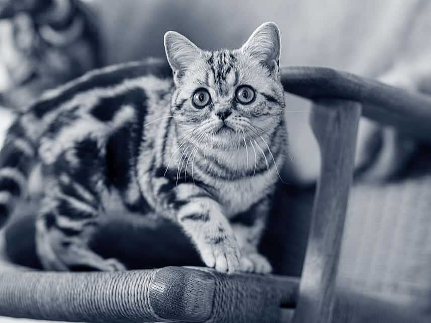 Kitten op stoel