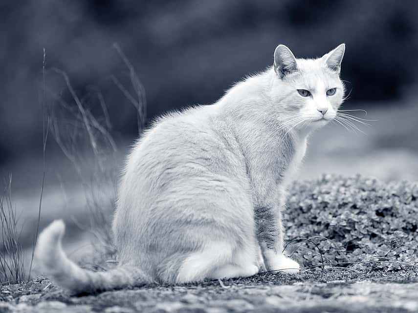 Oude kat zit buiten