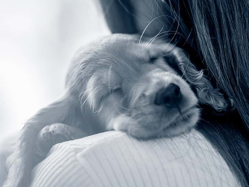 Puppy slaapt op de schouder van een meisje