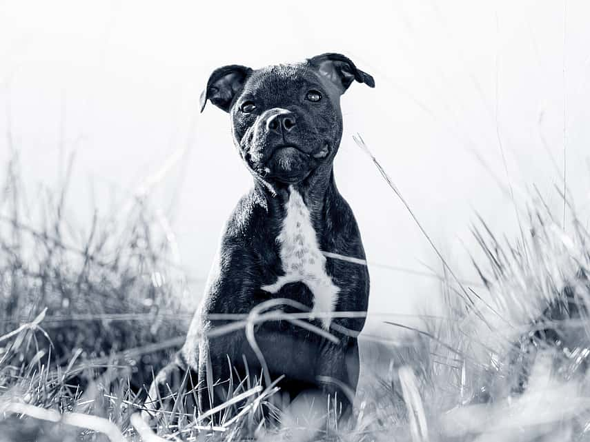 Puppy zit in het gras