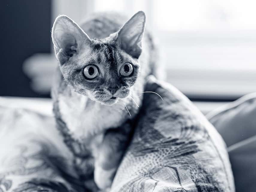 Nieuwsgierige kat
