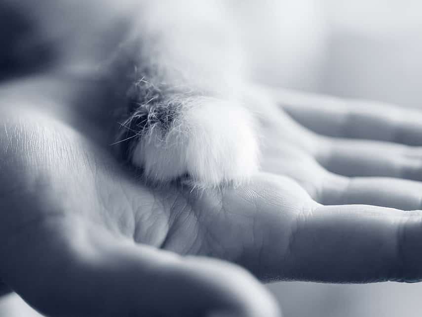 Kattenpootje op hand