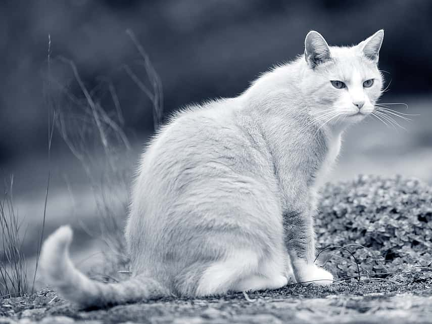 Oude kat zit in het gras